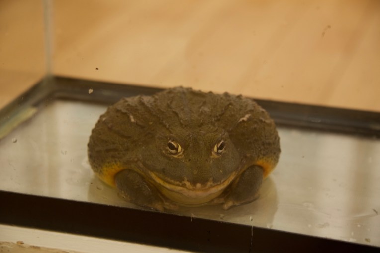 African bull frog; A young one, less than half the size of an adult. They are the second largest species of frog in the world