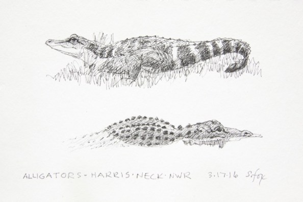 Alligators at Harris Neck NWR, Georgia