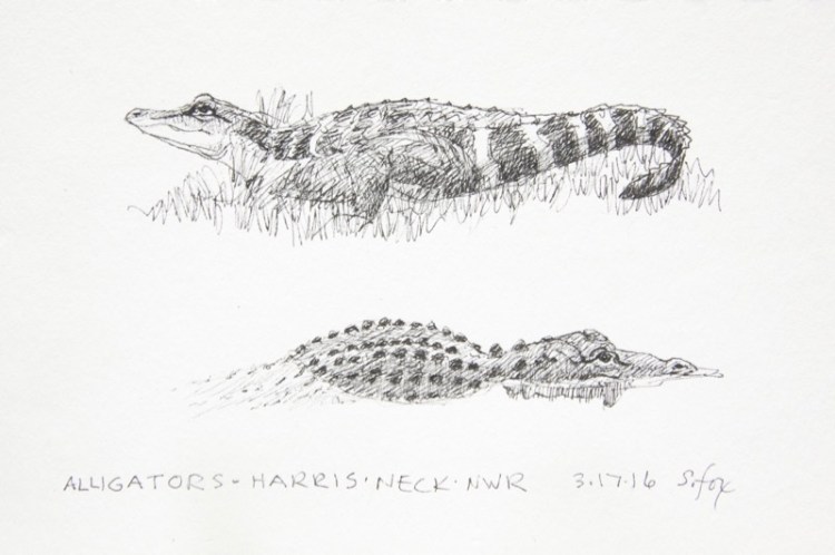 Alligators at Harris Neck NWR, Georgia