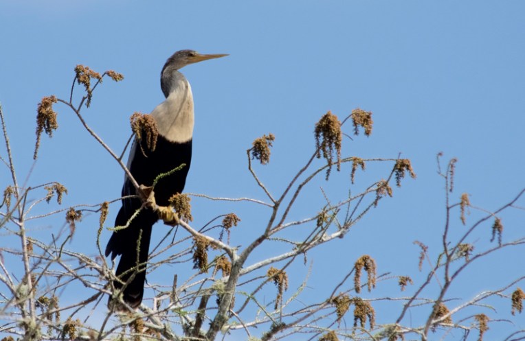 Anhinga