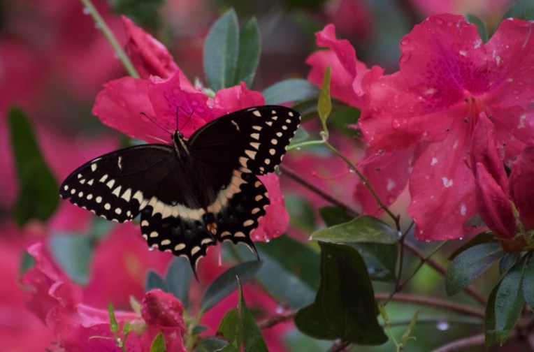 Spicebush swallowtail butterfly