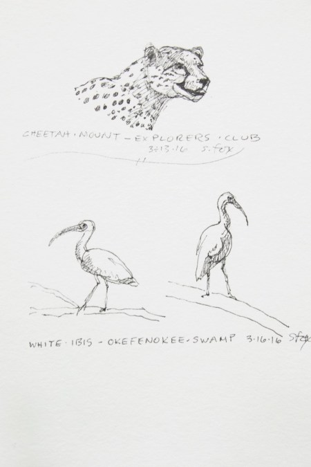 Cheetah mount, Explorers Club, New York; White ibis, Okefenokee NWR, Georgia