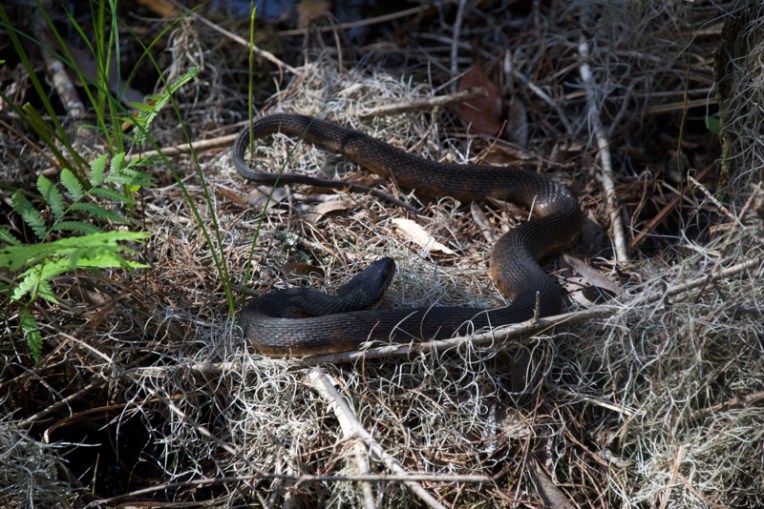 Water moccasin