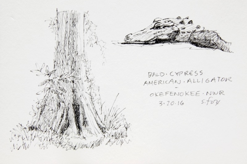 Cypress and alligator
