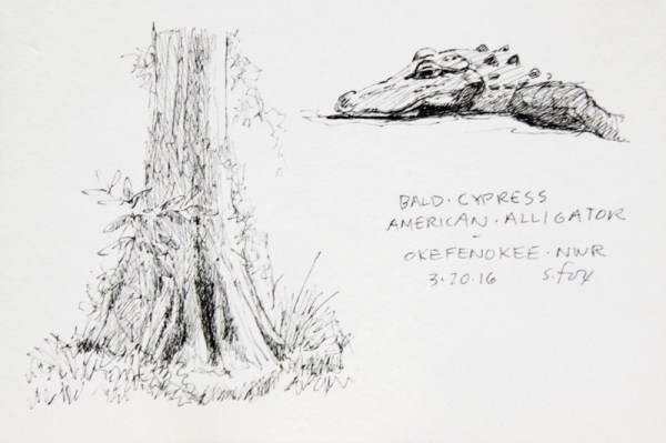Cypress and alligator