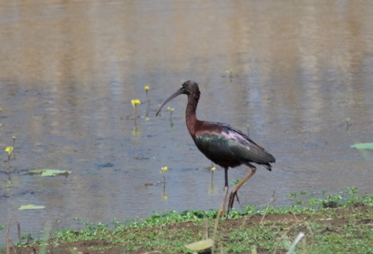 Glossy ibis