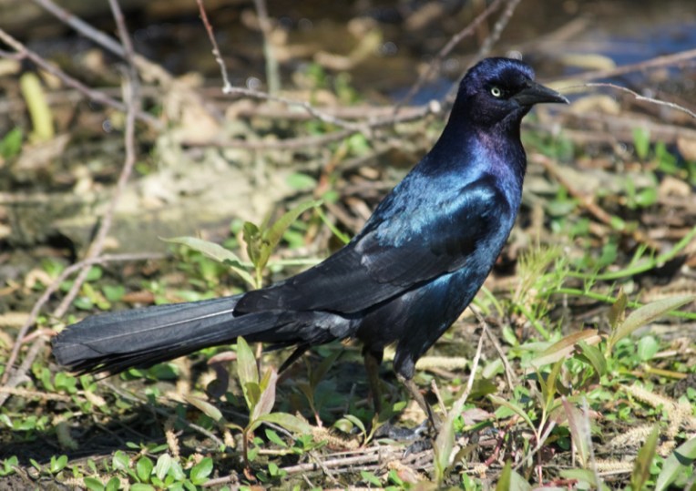 Boat-tailed grackle