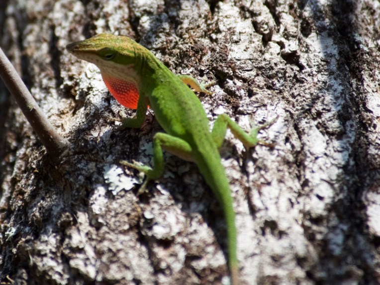 Green anole