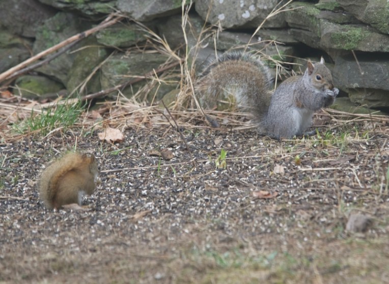 Eastern grey squirrel, red squirrel