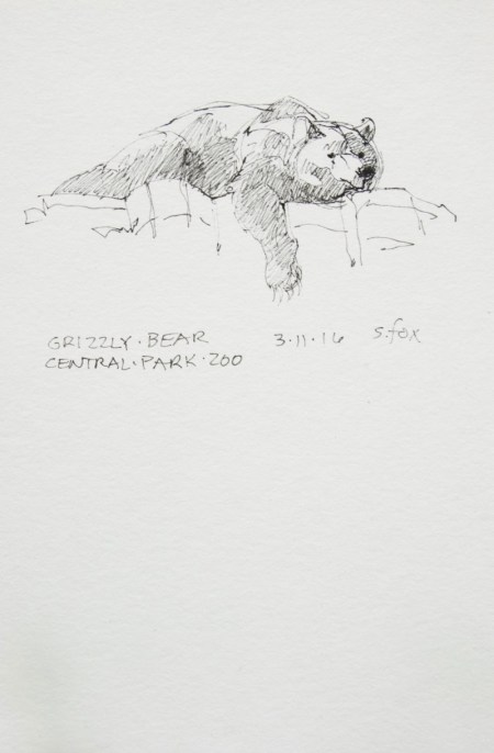 Resting grizzly bear, Central Park Zoo, New York