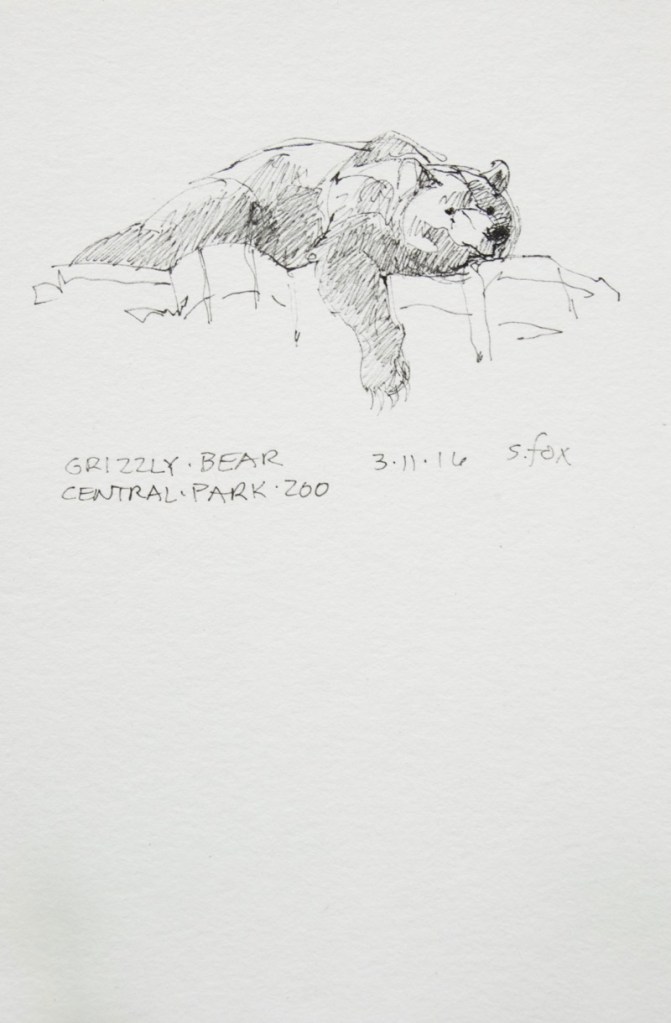 Resting grizzly bear, Central Park Zoo, New York