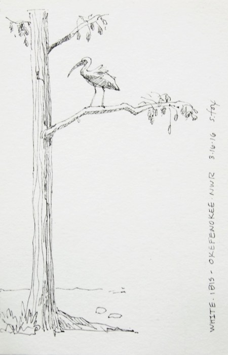 Ibis in tree