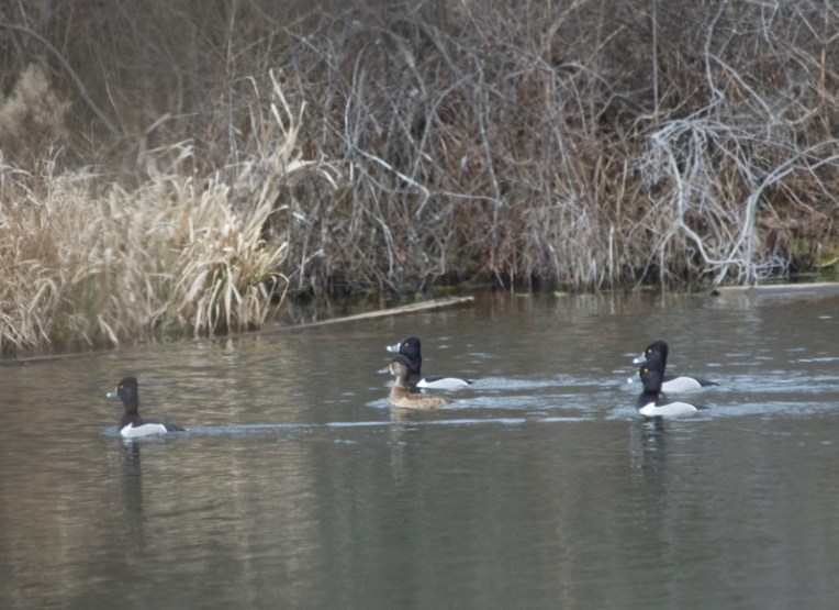 Ring-necked ducks