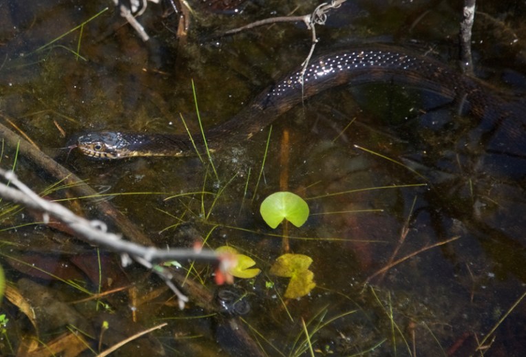 Midland water snake