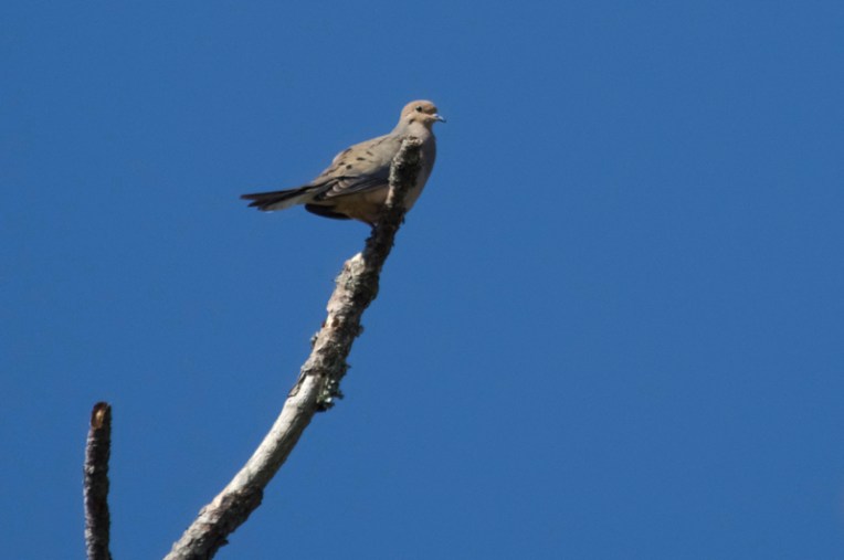 Mourning dove