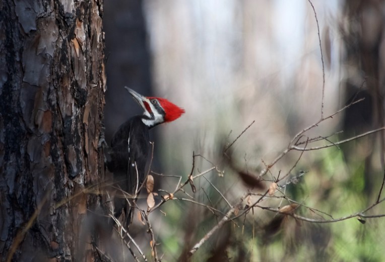 Pileated woodpecker