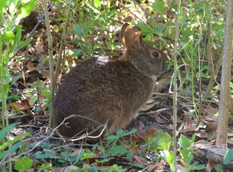 Eastern cottontail