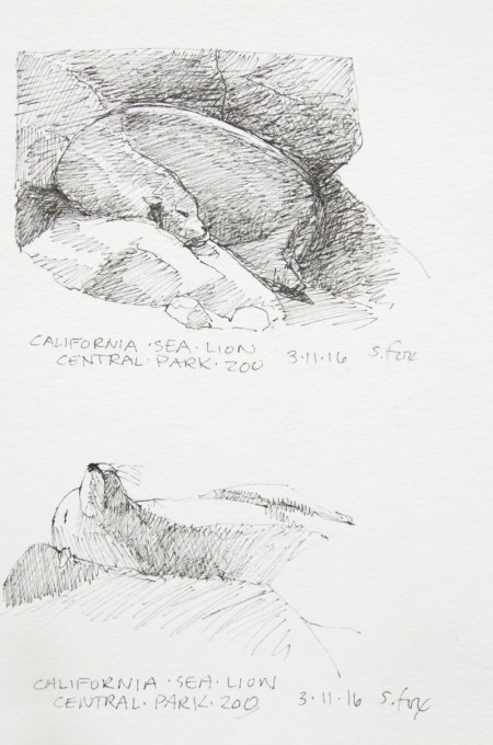 Calfornia sea lion, Central Park Zoo, New York