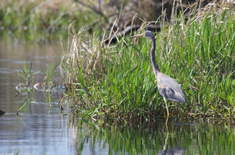 Tricolor heron