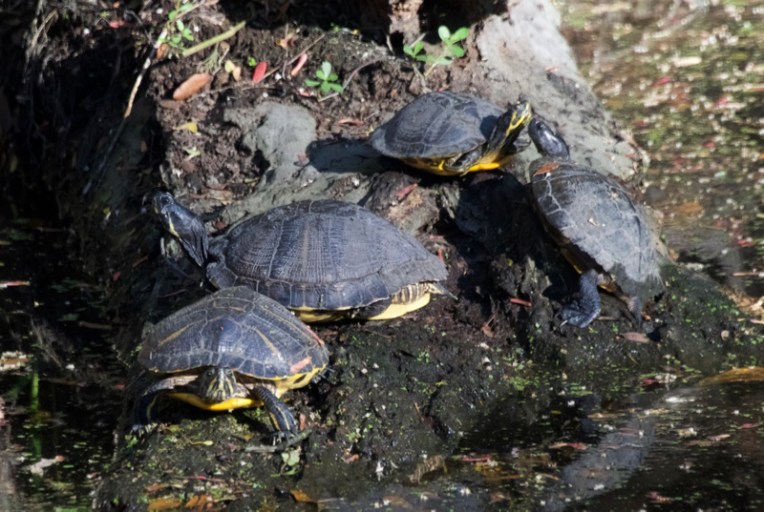 River cooters