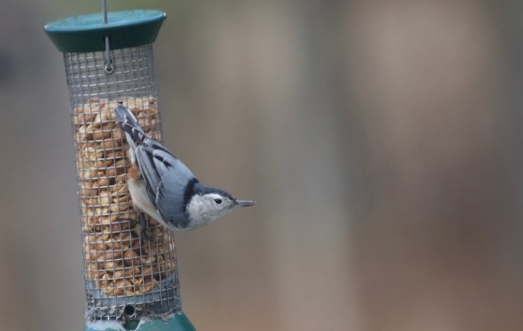 White-breasted nuthatch