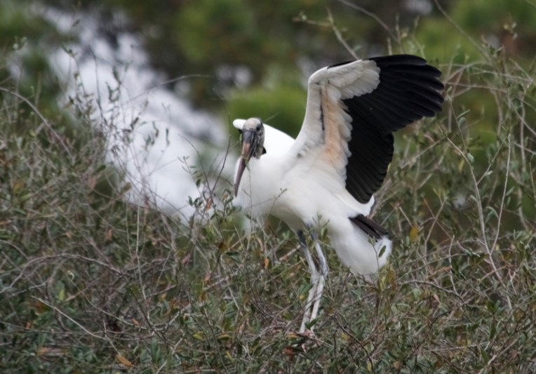 Wood stork