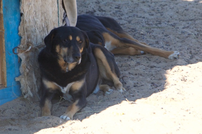 Khomiin Tal to Hovd2006-09-23