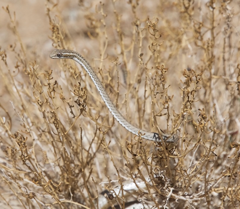 Grass snake – Version 2