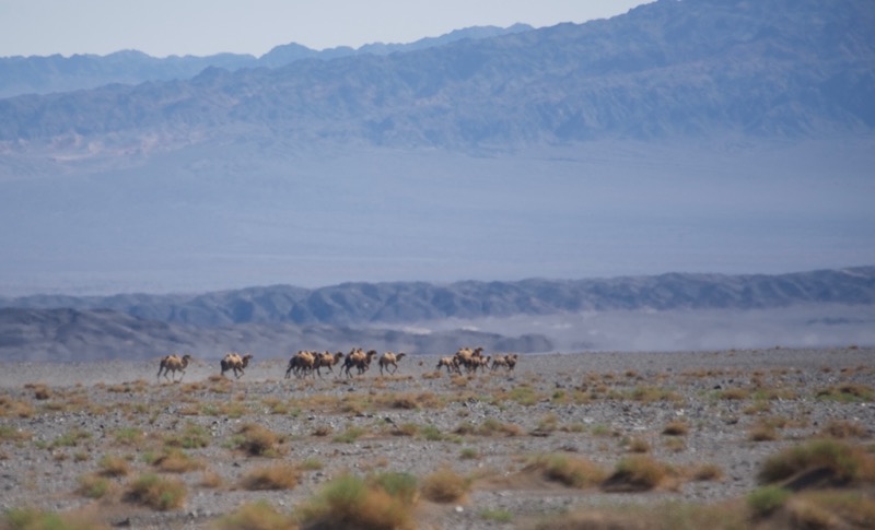 wild bactrian camels