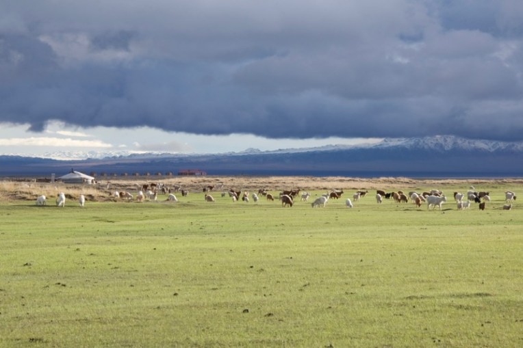 1. BTN goats and ger