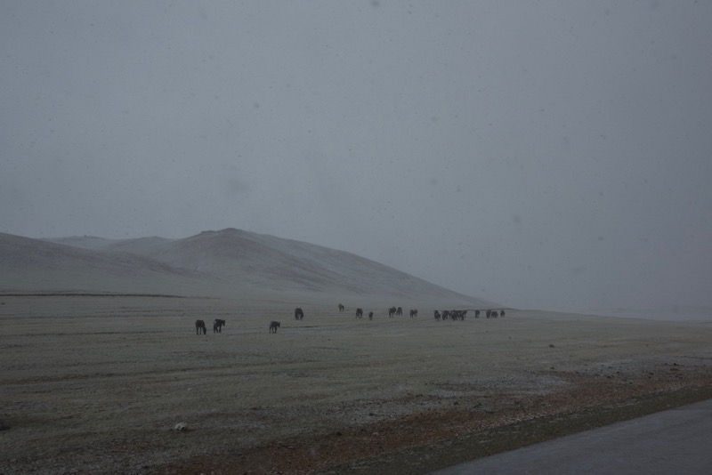 11. horses and snow