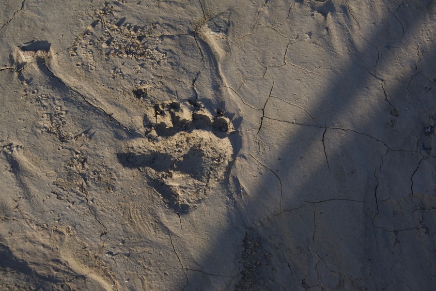 16. bear track