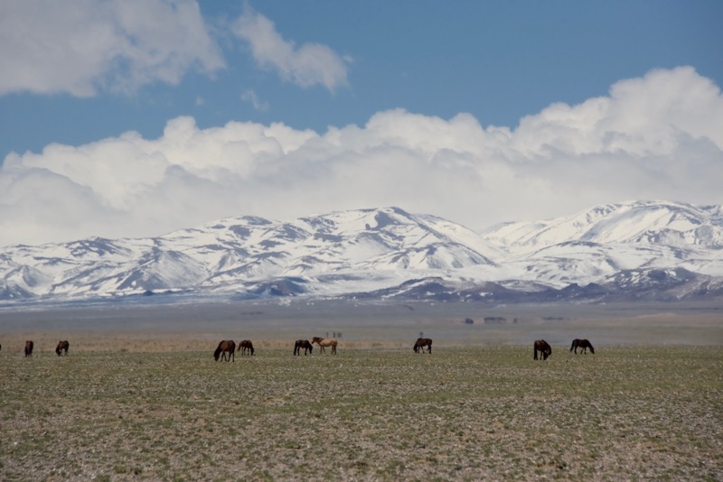 18. horses, mts.