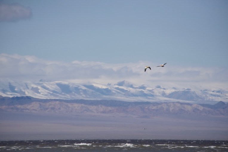 2. BTN ruddy shelducks