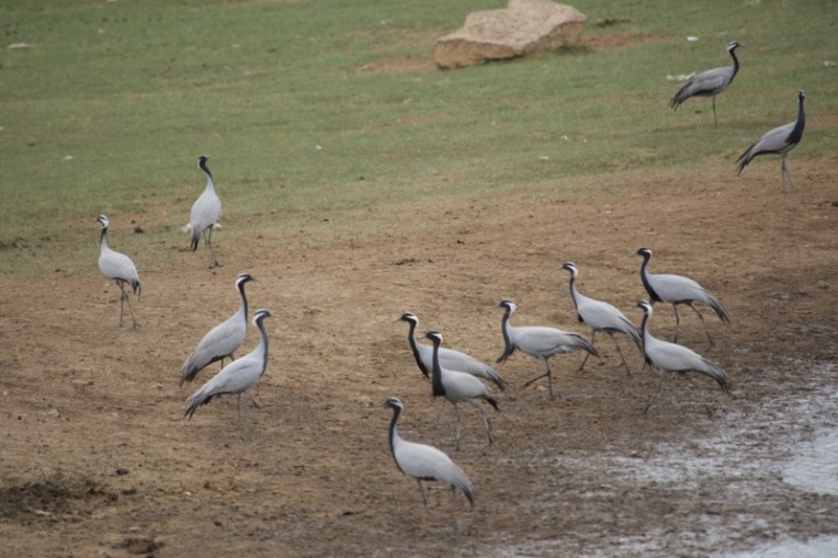2. demoiselle cranes