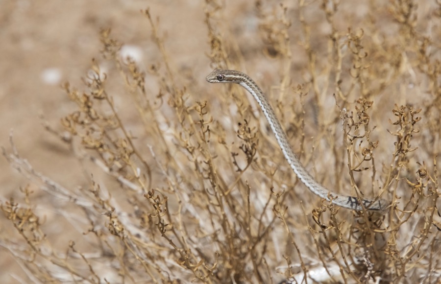 37. Steppe ribbon racer