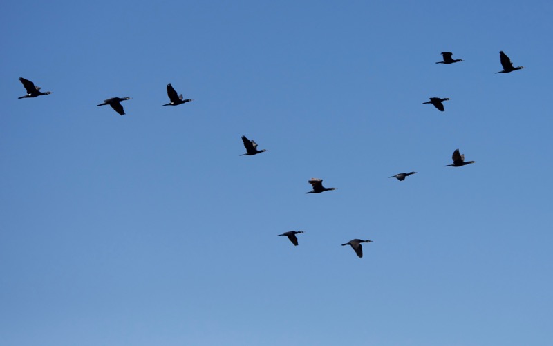 4. BTN great cormorants