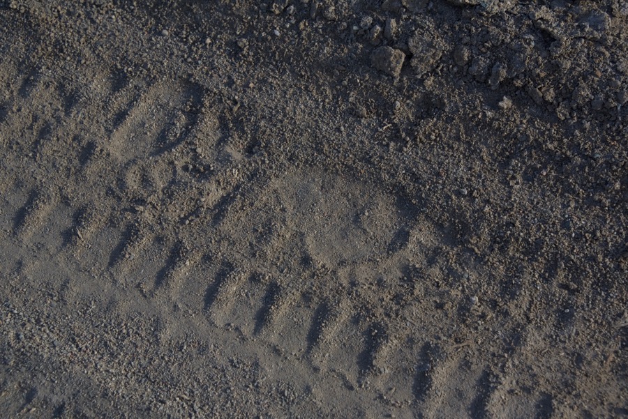 5. bear tracks