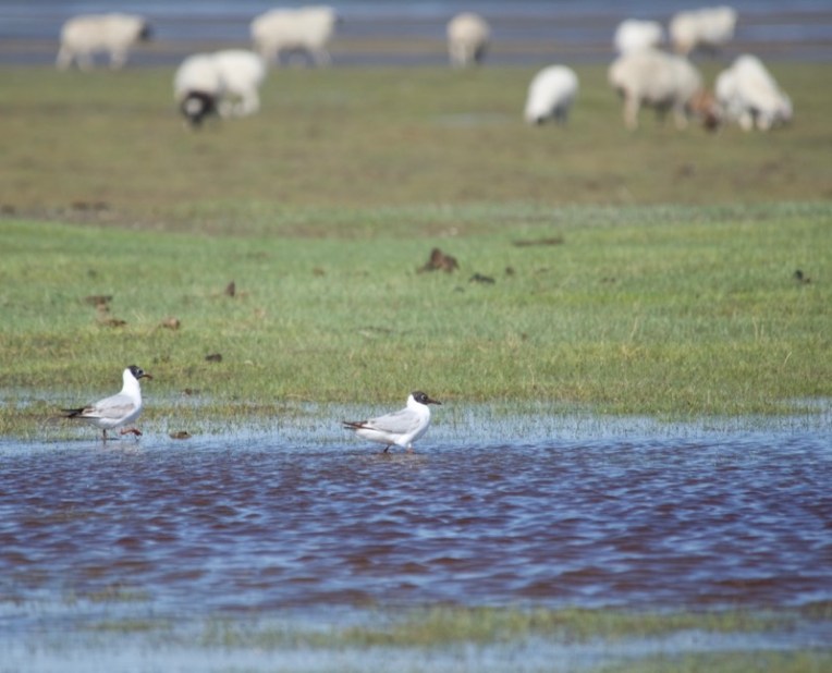 5. Black-headed gulls