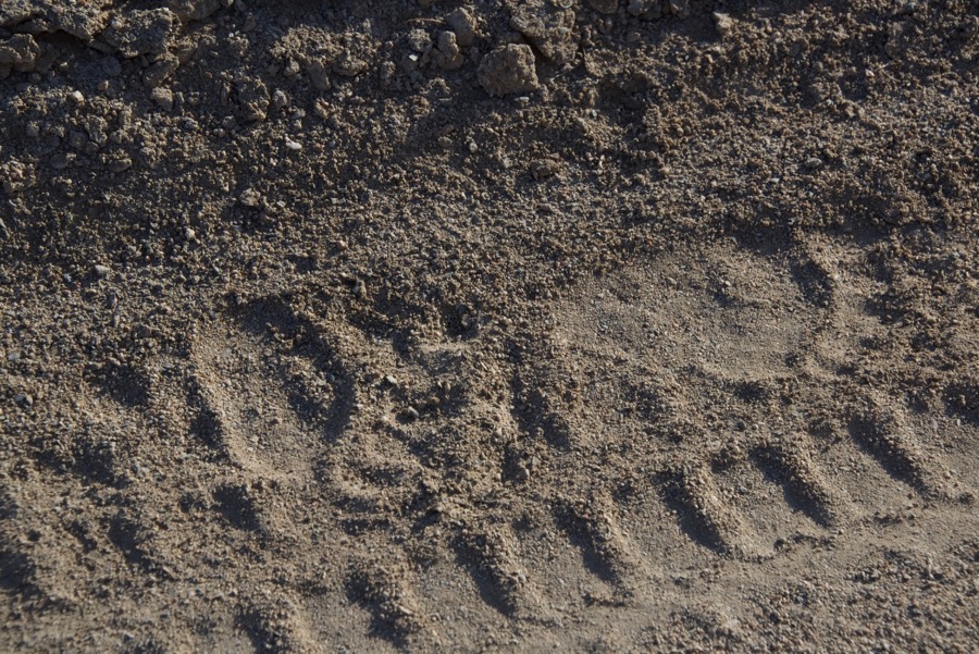 6. bear tracks