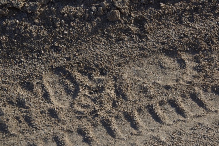 6. bear tracks