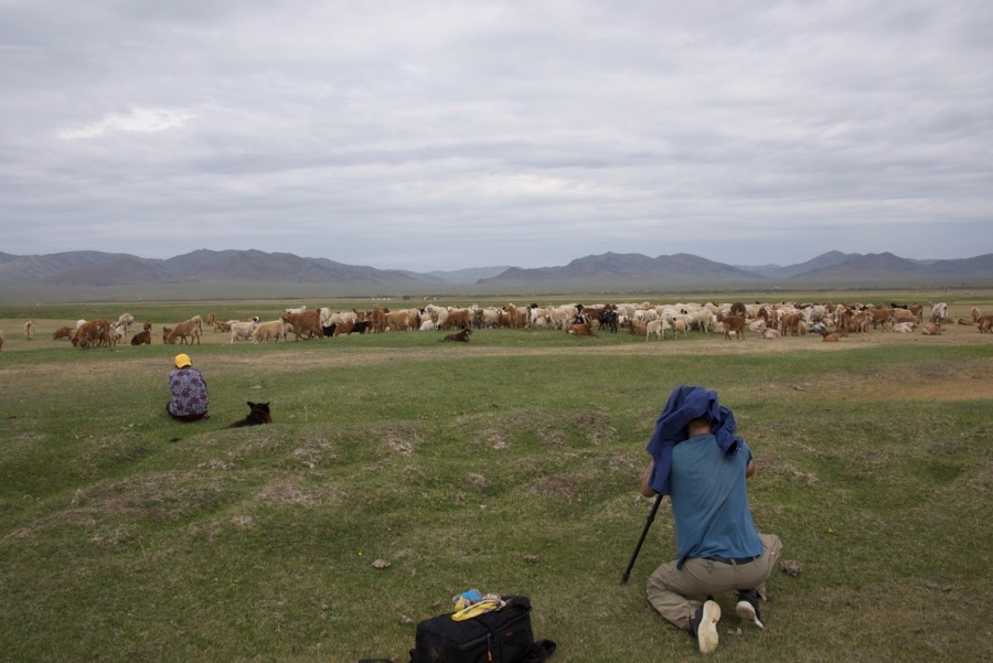 19-pup-with-sheep-and-goats