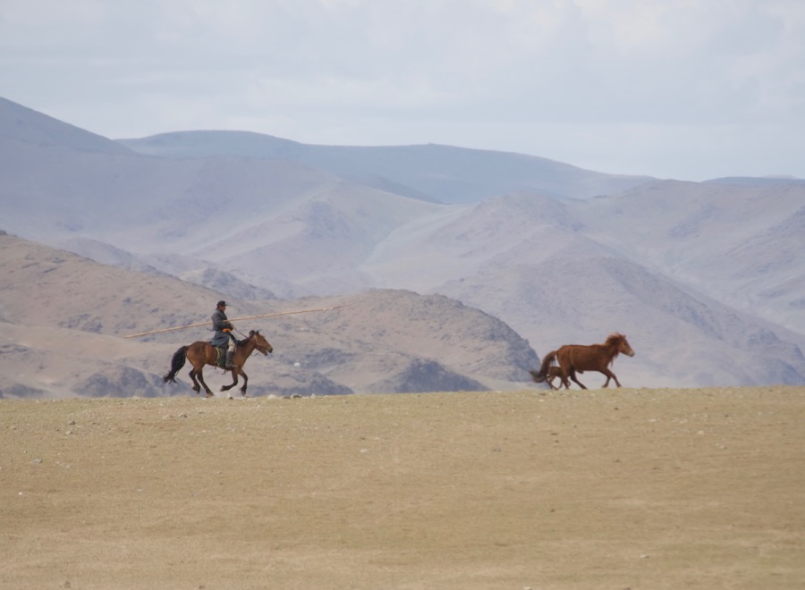 30. herder chasing horse
