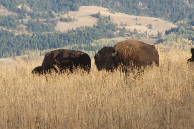a bull bison