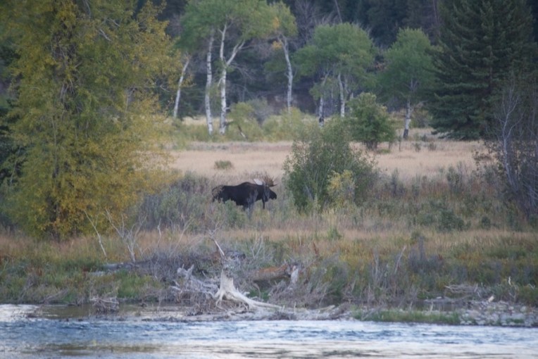 a bull moose