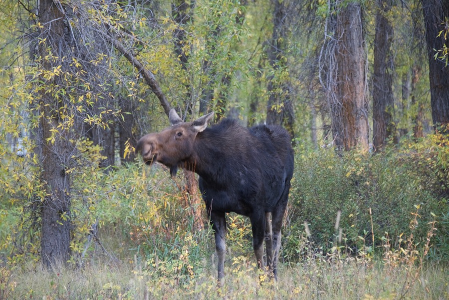 a cow moose