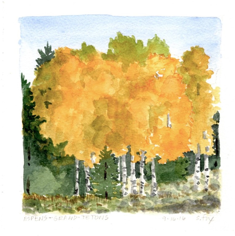 aspens