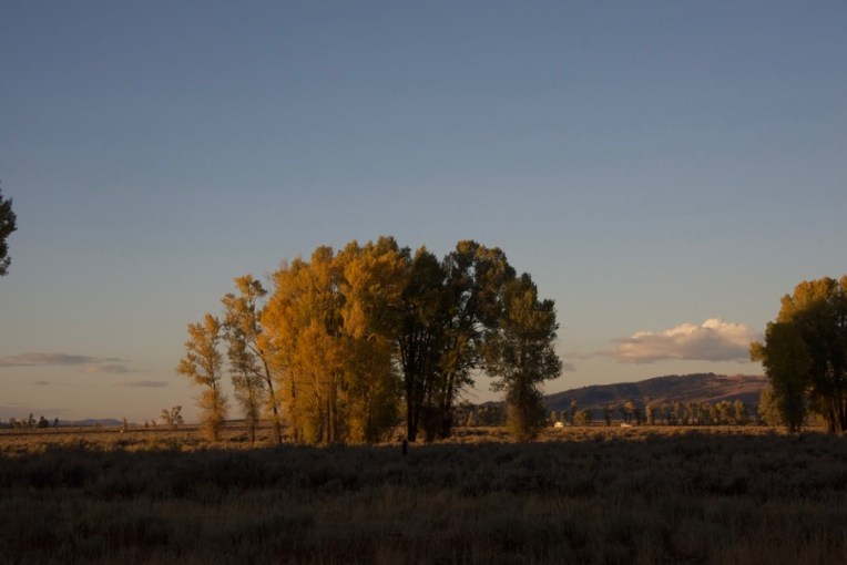 late light cottonwoods