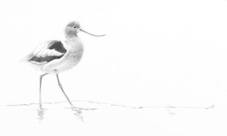 avocet