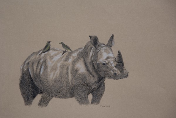 baby-rhino